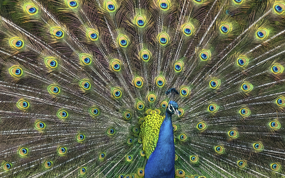 The Peacock’s Tail: Time for a New Central Metaphor in Business?